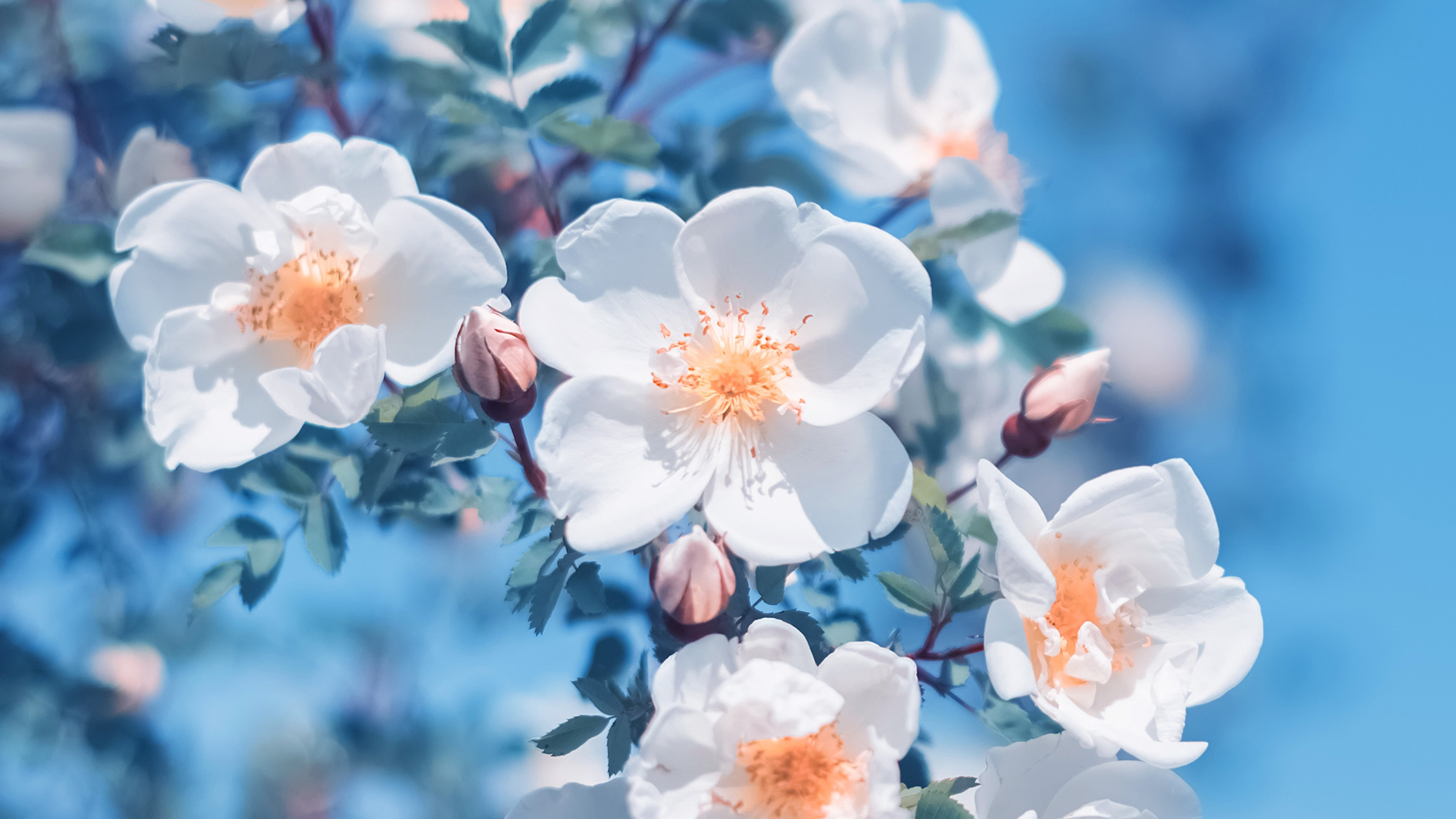 The Khuṭbah of ʿUmar ibn ʿAbd alʿAzīz Digital Daʿwah